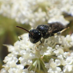 Hylaeus punctatus