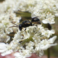 Hylaeus punctatus