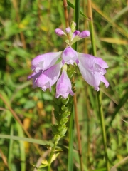 Physostegia virginiana
