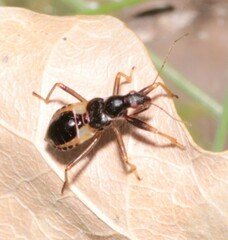 Himacerus mirmicoides