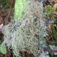 Usnea subfloridana