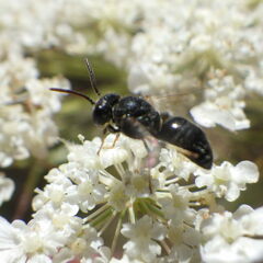 Hylaeus punctatus