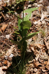Epipactis
