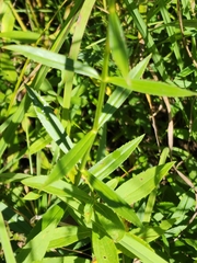 Physostegia virginiana