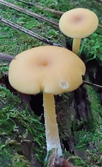 Gloioxanthomyces nitidus
