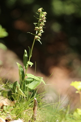 Epipactis