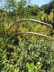 Tripsacum dactyloides