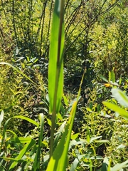 Tripsacum dactyloides