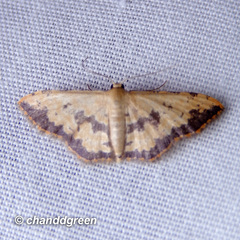 Idaea phaeocrossa