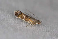 Anacampsis