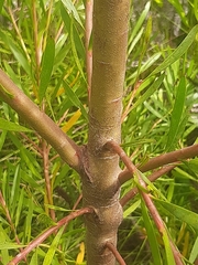 Leucadendron eucalyptifolium