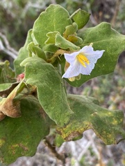 Solanum thomasiifolium