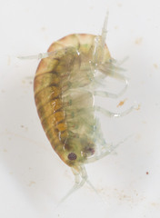 Hyalella