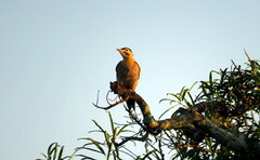Colaptes campestris campestroides