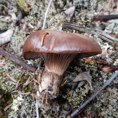 Gomphidius glutinosus