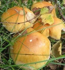 Cystoderma aureum