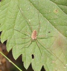 Phalangiinae