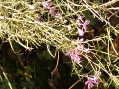 Chamaenerion dodonaei