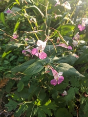 Impatiens balfourii