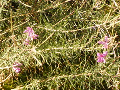 Chamaenerion dodonaei