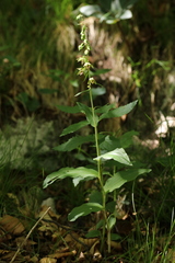 Epipactis