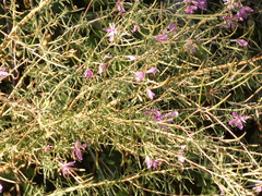 Chamaenerion dodonaei