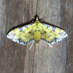 Ategumia ebulealis