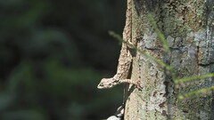 Urosaurus bicarinatus