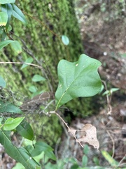 Amphibolips melanocera
