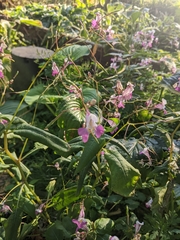 Impatiens balfourii