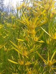 Leucadendron eucalyptifolium