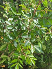 Ulmus crassifolia