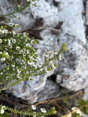 Phylica humilis