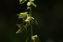 Epipactis