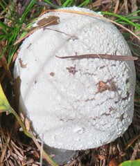 Amanita excelsa