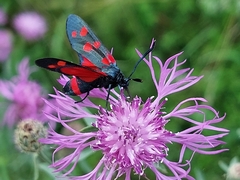 Zygaena ephialtes