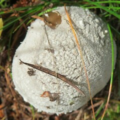 Amanita excelsa