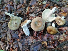 Russula olivacea