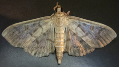 Herpetogramma aquilonalis