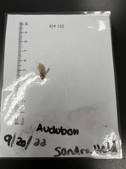 Tineola bisselliella