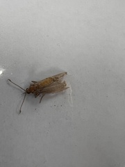 Tineola bisselliella