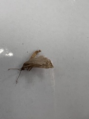 Tineola bisselliella