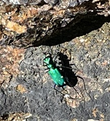 Cicindela sexguttata