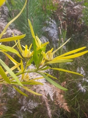 Leucadendron eucalyptifolium