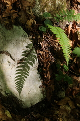 Dryopteridoideae