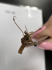 Tineola bisselliella