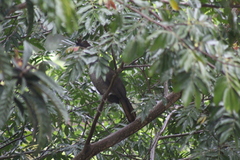 Ortalis squamata