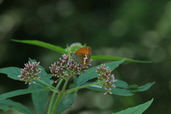 Coenonympha arcania