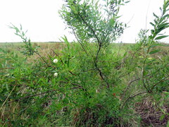 Cephalanthus glabratus