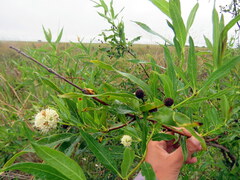 Cephalanthus glabratus